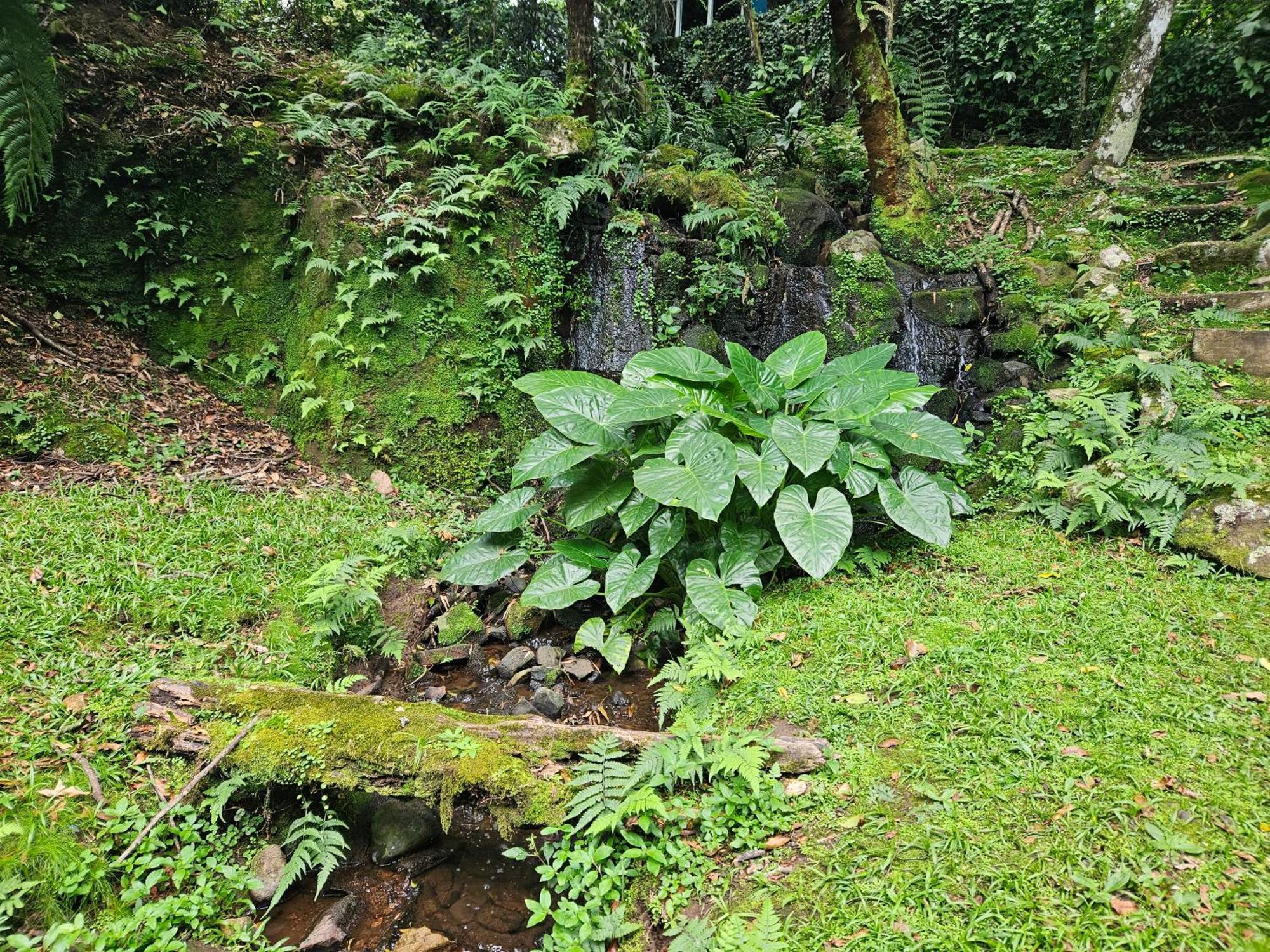 Cantinho Das Oliveiras. Gramado Exterior foto